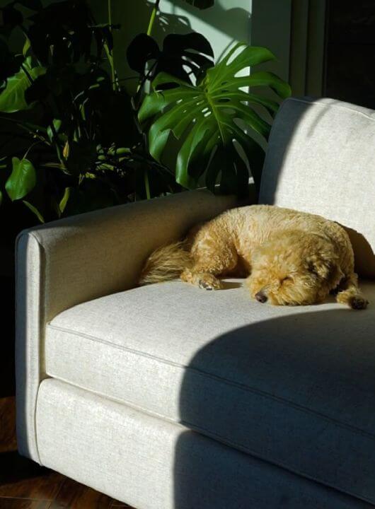 Shop Sofas